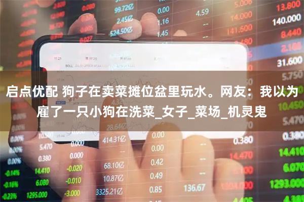 启点优配 狗子在卖菜摊位盆里玩水。网友：我以为雇了一只小狗在洗菜_女子_菜场_机灵鬼